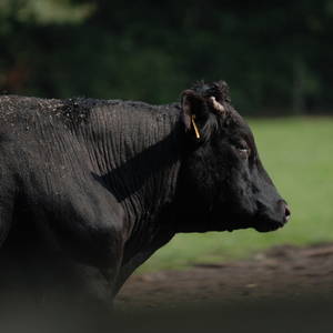 Carne Wagyu! Il seminario sulla carne bovina