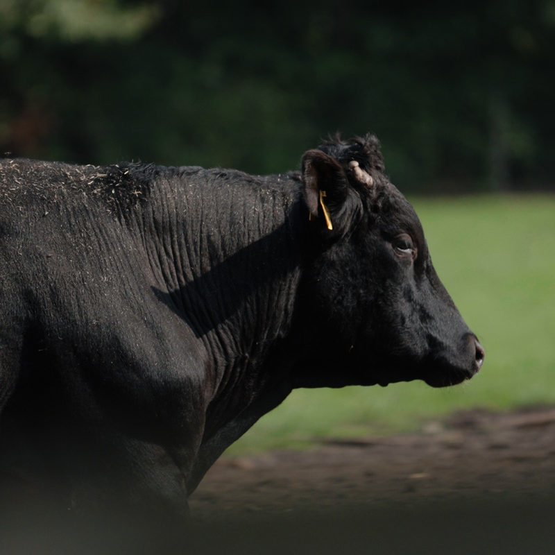 Mięso Wagyu! Seminarium na temat wołowiny